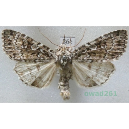 Xestia speciosa (Hübner, 1813) Austria86c